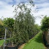 Trauerbuche (Fagus sylvatica 'Pendula')