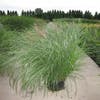 Chinesisches Schilf / Ziergras (Miscanthus sinensis 'Gracillimus')