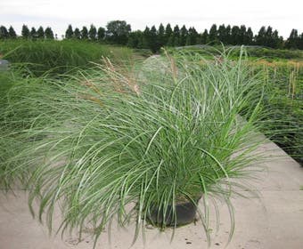 Chinesisches Schilf / Ziergras (Miscanthus sinensis 'Gracillimus')