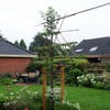 Zierbirne als Spalierbaum (Pyrus calleryana 'Chanticleer')