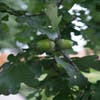 Sommereiche (Quercus robur)
