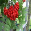 Gewöhnliche Eberesche, Waldbeere (Sorbus aucuparia)
