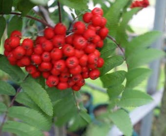 Gewöhnliche Eberesche, Waldbeere (Sorbus aucuparia)