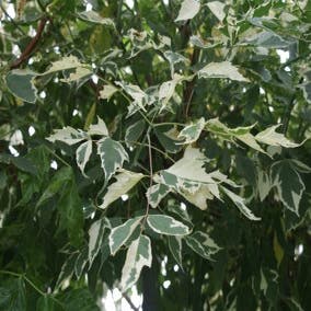 Silberbunter Eschenahorn (Acer negundo 'Variegatum')