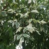 Eschenahorn als Baum (Acer negundo 'Flamingo')