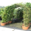 Hainbuche in Bogenform (Carpinus betulus 'Fastigiata')