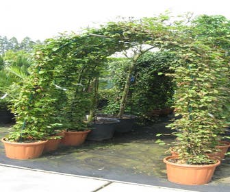 Hainbuche in Bogenform (Carpinus betulus 'Fastigiata')