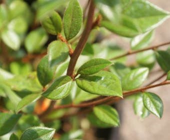 Zwergmispel (Cotoneaster franchetii)