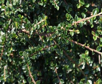 Zwergmispel (Cotoneaster horizontalis)