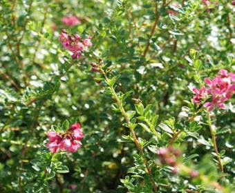 Escallonia (Escallonia 'Red Dream')
