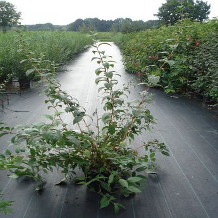 Bruidsbloem (Deutzia 'Mont Rose')