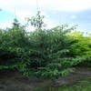 Kornoelje (Cornus controversa 'Pagoda')
