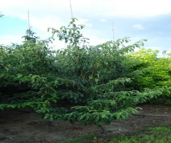Kornoelje (Cornus controversa 'Pagoda')