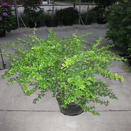 Sauerbeere (Berberis julianae)