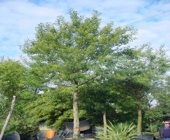 Mimosa als Baum (Acacia dealbata)