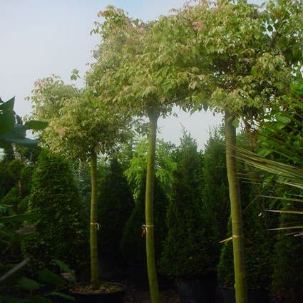 Eschenahorn als Baum (Acer negundo 'Flamingo')