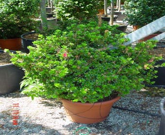 Japanische Azalee (Rhododendron 'Ladyflora Alba')