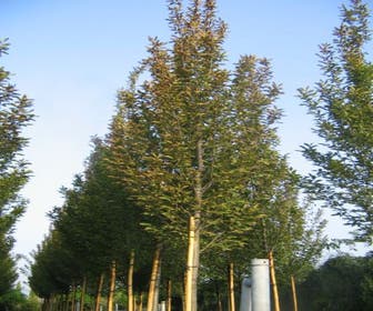 Hainbuche als Baum (Carpinus betulus 'Fastigiata')