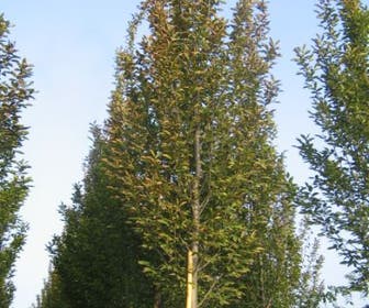 Hainbuche als Baum (Carpinus betulus 'Fastigiata')