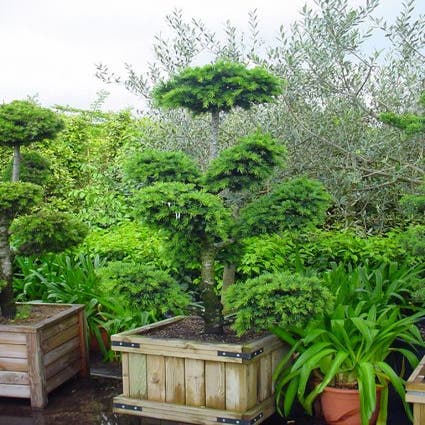 Libanon-Zeder als Bonsai (Cedrus libani)