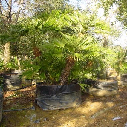 Zwergpalme (Chamaerops humilis 'Vulcano')