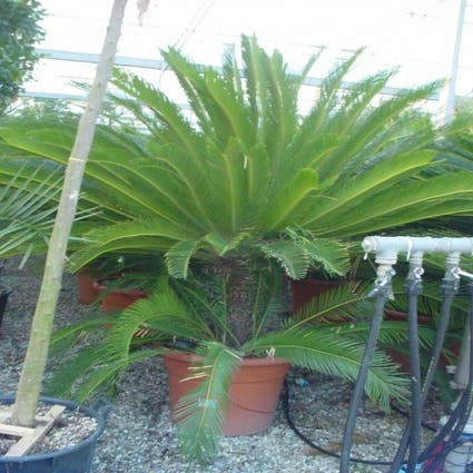 Cycas revoluta