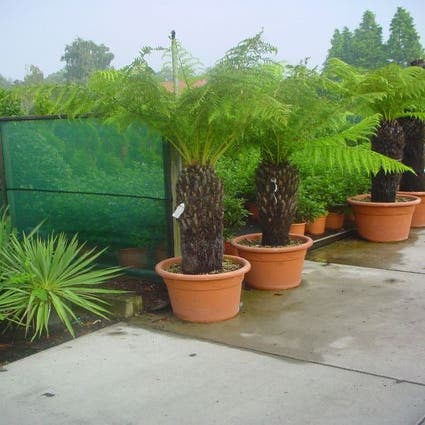 Baumfarn (Dicksonia antarctica)
