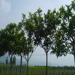 Japanische Mispel als Baum (Eriobotrya japonica)