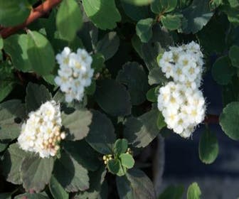 Spierstrauch (Spiraea betulifolia 'Tor')