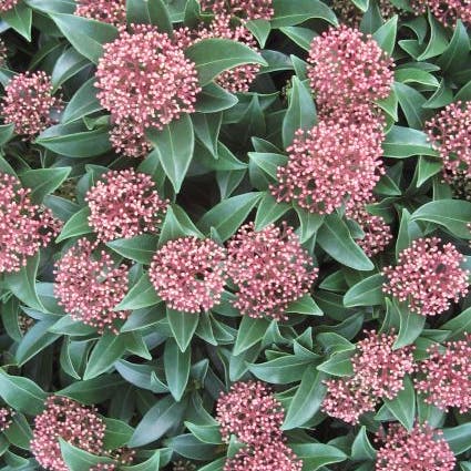 Skimmia japonica 'Rubella' (Skimmia)
