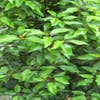 Portugiesischer Lorbeer (Prunus lusitanica)