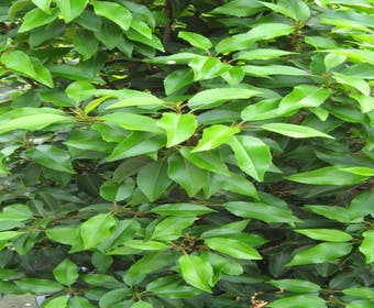 Portugiesischer Lorbeer (Prunus lusitanica)