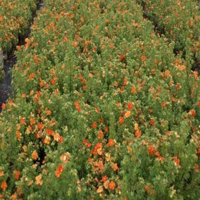 Fingerkraut (Potentilla fruticosa 'Red Ace')