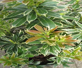 Steinheide (Pieris japonica 'Variegata')