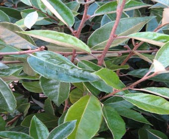 Ölweide (Elaeagnus ebbingei)