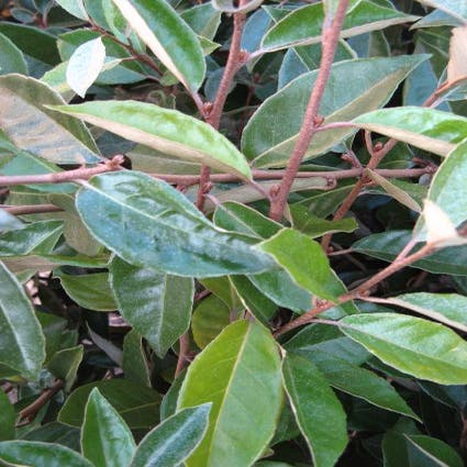 Olivenbaum auf Stamm (Elaeagnus ebbingei)
