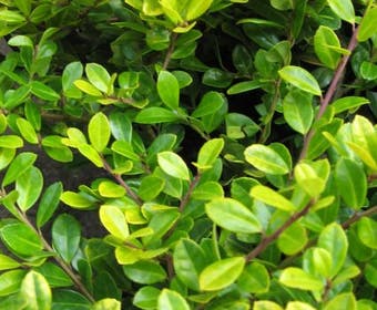 Chinesische Stechpalme (Ilex crenata 'Golden Gem')