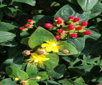 Herz-Schaf (Hypericum androsaemum)