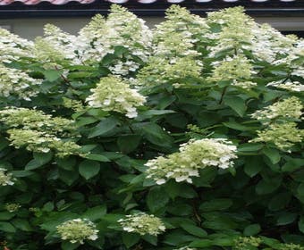 Rispenhortensie (Hydrangea paniculata 'Unique')