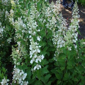 Pluimhortensia 'Tardiva' bloemen