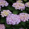 Hortensie (Hydrangea macrophylla 'Altona')