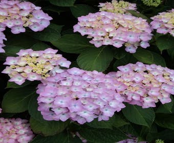 Hortensie (Hydrangea macrophylla 'Altona')