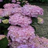 Hortensie (Hydrangea macrophylla 'Freudenstein')