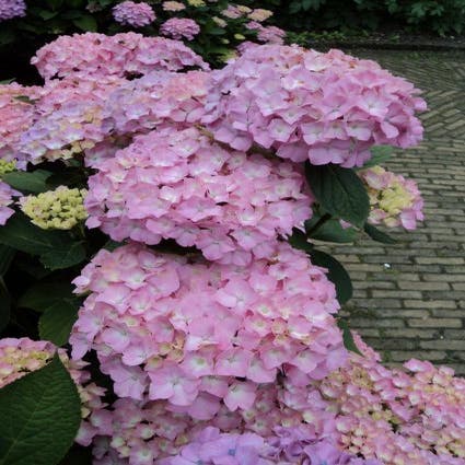 Hortensia (Hydrangea macrophylla 'Freudenstein')