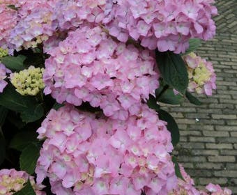 Hortensie (Hydrangea macrophylla 'Freudenstein')