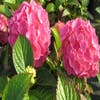 Hortensie (Hydrangea macrophylla 'King George V')