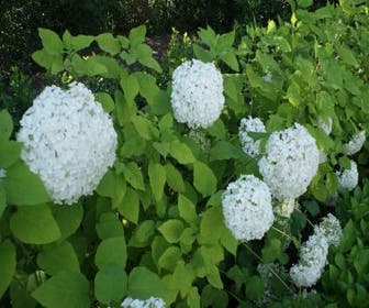 Hortensie (Hydrangea arborescens 'Grandiflora')
