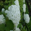 Hortensie (Hydrangea arborescens 'Annabelle')