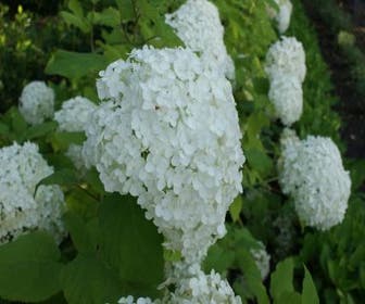 Hortensie (Hydrangea arborescens 'Annabelle')