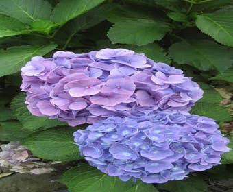 Hortensie (Hydrangea macrophylla 'Nikko Blue')